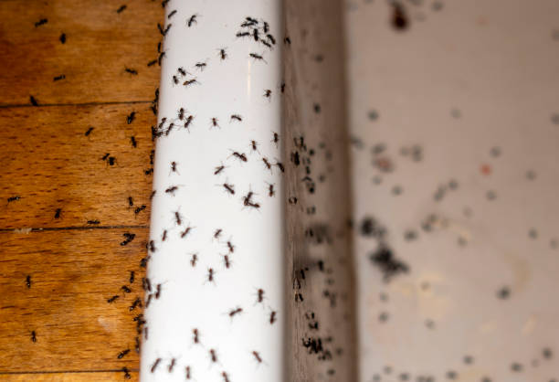 Best Flea Control Services  in Bayview, CA