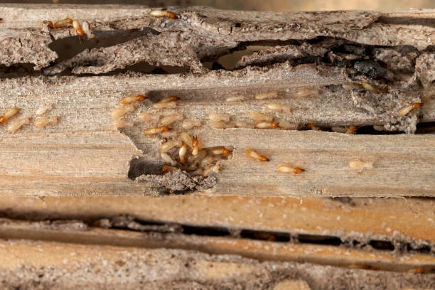 Best Wildlife Control Services  in Bayview, CA