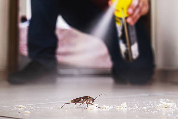 Best Local Pest Control Services  in Bayview, CA